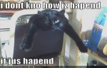 cathappened.jpg