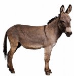 donkey.jpg