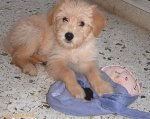 Dexter-the-Cute-Puppy-1.jpeg