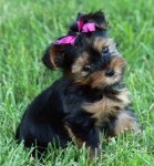 yorkshireterrier_bella[1].jpg