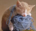 kitten-thread-yarn[1].jpg