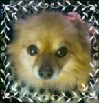 FiFi - Precious Face.jpg