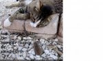 catandmouse.jpg