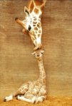 giraffe.jpg