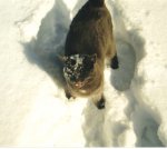 Trax in snow.jpg