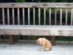 absolutely precious.jpg