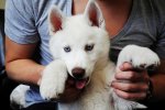 gorgeous   the dog too   haha.jpg