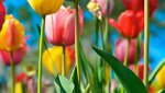 Field_of_tulips_laptop_wallpapers.jpg