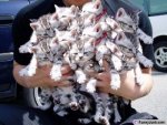 cats.jpg