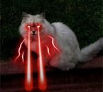 lasercat4.jpg