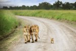 baby lion-proud walk.jpg