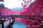 cherry blossom lake-japan.jpg