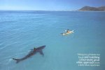 shark-kayak.jpg