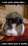 bunnyturtle7ii.png