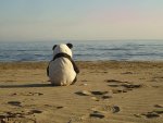 lonely_panda_at_the_beach.jpg