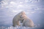 Animals Hugging Photo (6).jpeg