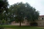 30945464.ChineseElm.jpg