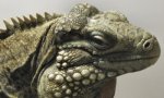 6604_7th73_Reptile_Man_lizard_in_Leavenworth_Washington_md.jpg 6604_7th73_Reptile_Man_lizard_in_Leavenworth_Washington_md.jpg