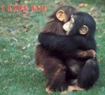 Monkey hugs.jpg
