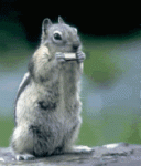 SquirrelHarmonica.gif