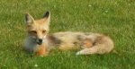 Cavendish Fox - PEI.jpg Cavendish Fox - PEI.jpg