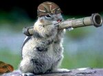 cheerful-and-playful-squirrels-24-10147446-sz460x340-animate.jpg