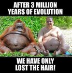 Orangutan and Fat Guy Evolutionary Picture.jpg