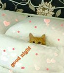 Bed Cat.jpg