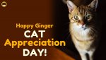happy+ginger+cat+appreciation+day+01.jpg