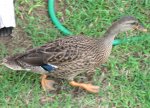 Duckin'.jpg Duckin'.jpg