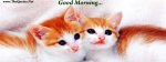 Good Morning Cats.jpg