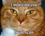 A Cat Scan.jpg