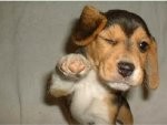 puppy-high-five.jpg