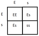 punnet square for empathy and sociopathy.png