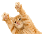 Paws In The Air.png