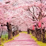pink-cherry-blossoms-photo-shoot-backgrounds.jpg