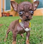 Small-Tiny-Dogs-47-Pictures-19.jpg