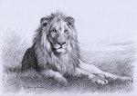 lion-drawing-7.jpg