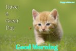 Good-morning-images-for-cat-lovers-with-best-images.jpg
