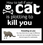 how-to-tell-if-your-cat-is-plotting-to-kill-21378981.png