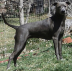 american blue lacy.png