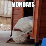 Mondays---dog-meme.jpg