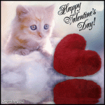 happy_valentines_day_kitten_heart_reflections.gif