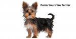 perro-yorkshire-terrier.jpg