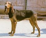 italian hound.jpg