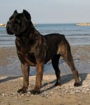 black brindle italian mastiff.jpg