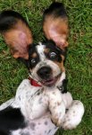 funny-basset-hound-pics-playing-dog.jpg