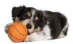 1280-122168424-border-collie-puppy-playing-with-toy.jpg