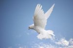Dove-of-Hope-r.jpg