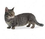 Munchkin-Cat.jpg